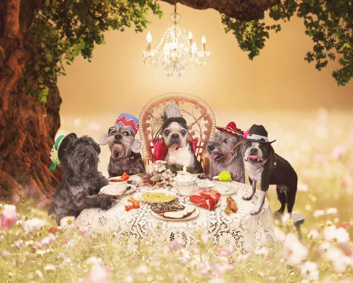 dog-tea-party-web